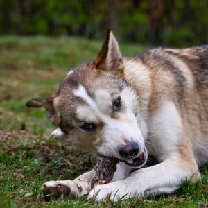 V.I.P. Tørket storfehaler 1kg