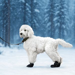 Potesokker VIP Arctic Protect 4-pk